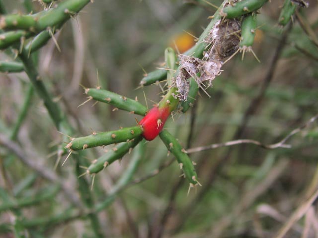 Cylindropuntia leptocaulis